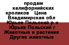 продам калифорнийских кроликов › Цена ­ 300 - Владимирская обл., Юрьев-Польский р-н, Юрьев-Польский г. Животные и растения » Другие животные   